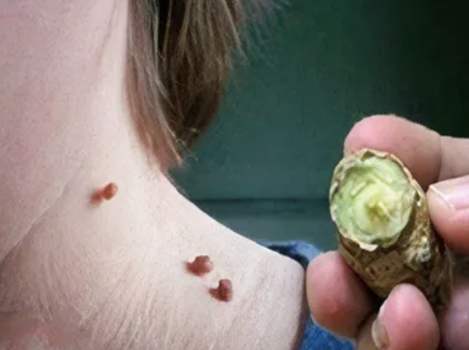 Contexto editorial VerdeNopal