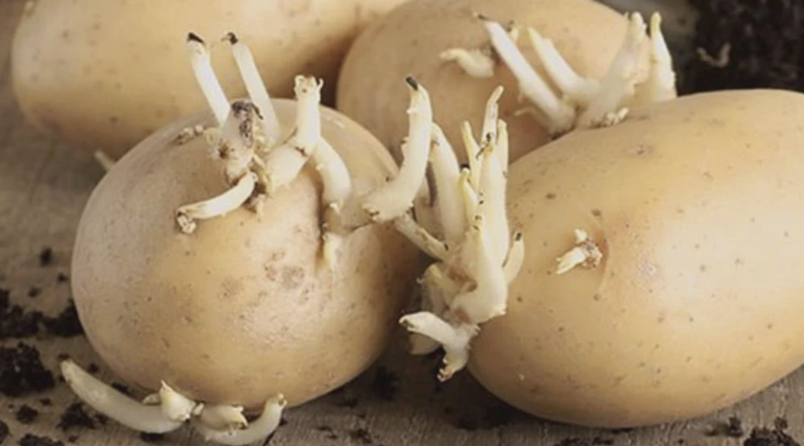 Observación serena de la piel